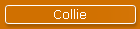 Collie