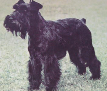 schnauzer