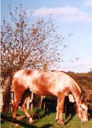 cavallo Appaloosa